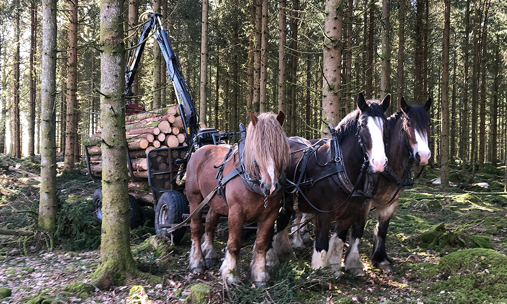 Three horses pulling a forest wagon with timber in the forest.