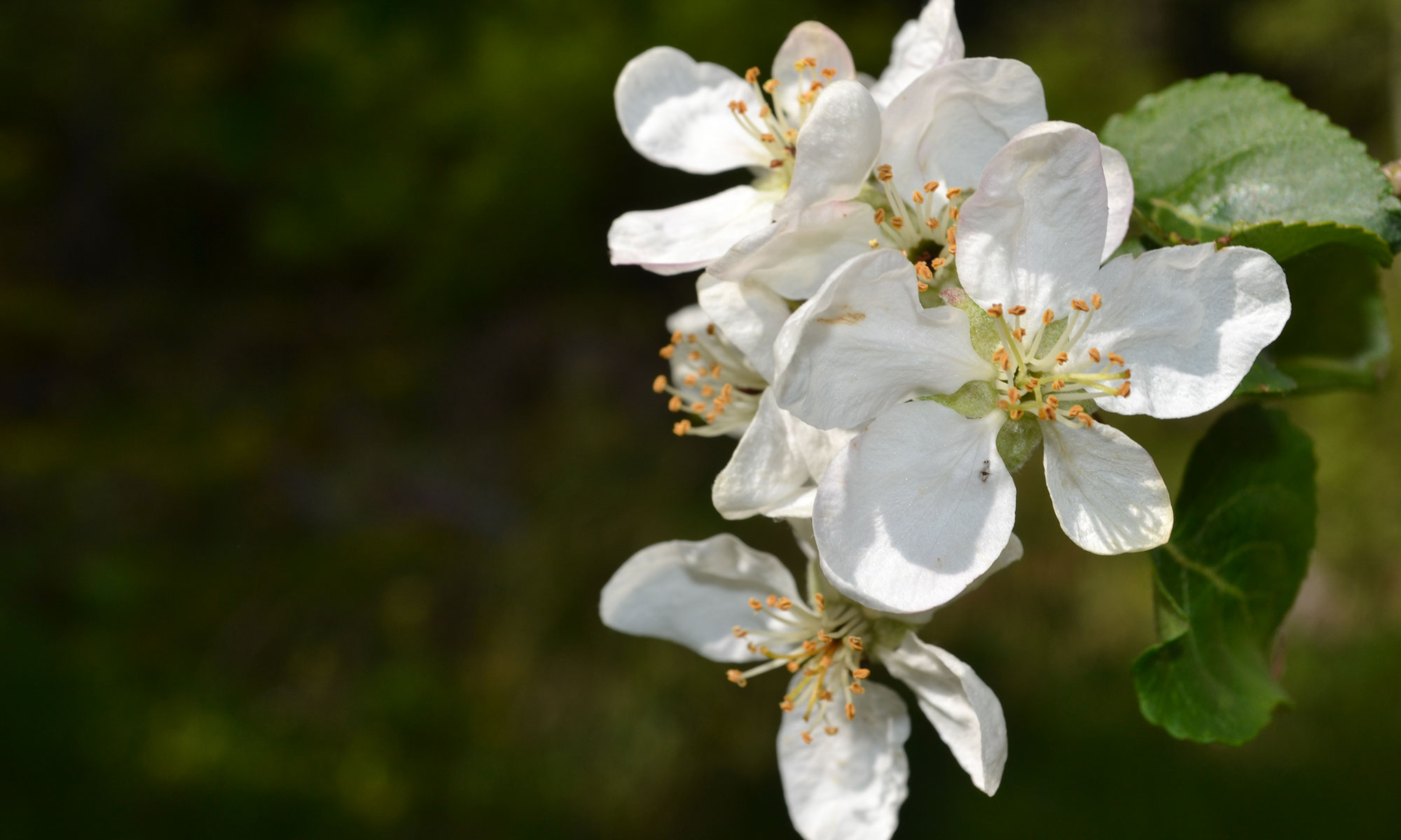 A white flower from a apple tree with a green background.