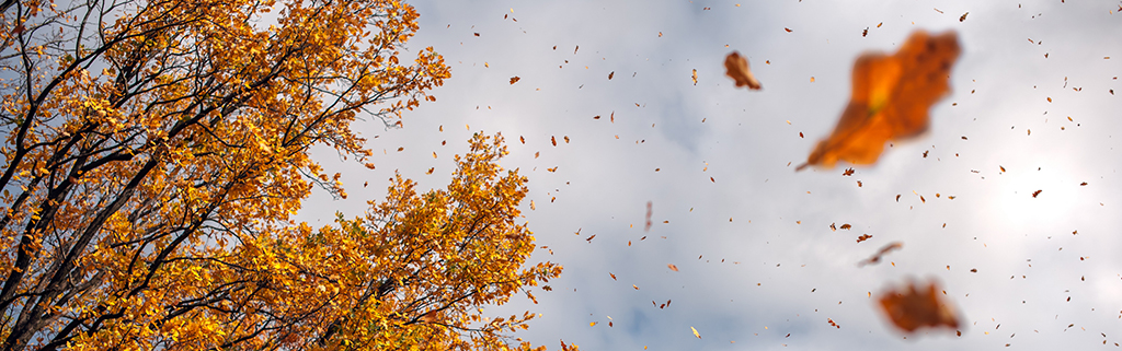 Autumn leaves in forest closeup